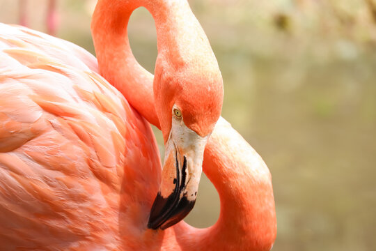 Beautiful Orange Flamingo Portrait in Nature