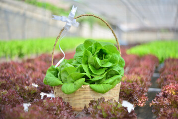 Fresh butterhead lettuces in a wooden basket with bokeh background, healthy vegetables 