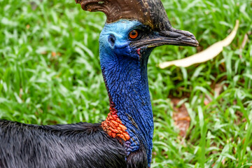 Close-up face of cassowary birds in nature with feathers and beaks on grass