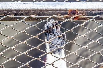 hand of monkey in link fence with wire