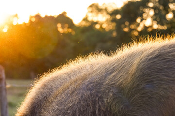 close up portrait focus hair of thai buffalo with sunset flair,