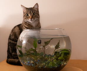 cat behind fishbowl 