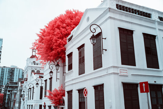 Infrared photography of tree with building