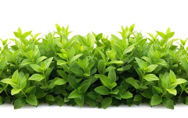 Obraz premium Lush green leaves of a hedge isolated on a white background, suitable for garden and nature themes.