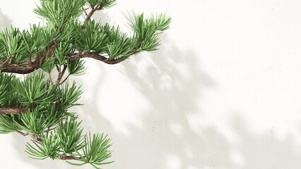 Green Japanese pine tree branch in sunlight, leaf shadow on white black concrete background for luxury organic cosmetic, skincare, body care, beauty product background 3D