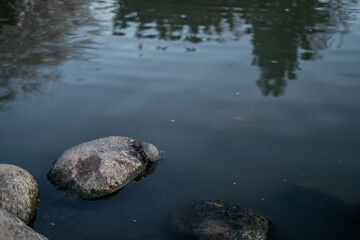Sequence of Photos Turtle Falling Into The Water of Rock