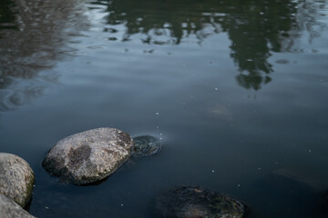 Sequence of Photos Turtle Falling Into The Water of Rock