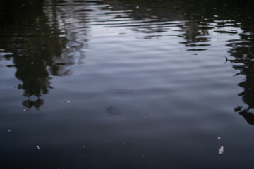 Turtle Through Clear Water