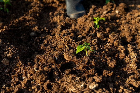 planted seedling in a garden 