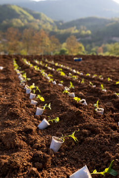 seedlings in cups in  rows