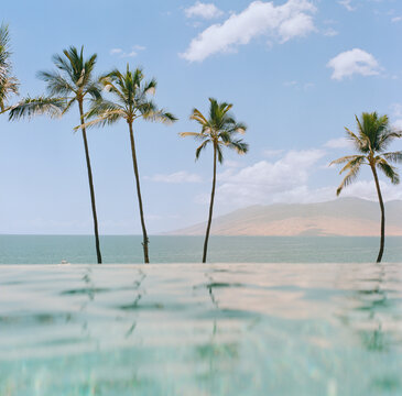 View of palm trees from an infinity pool