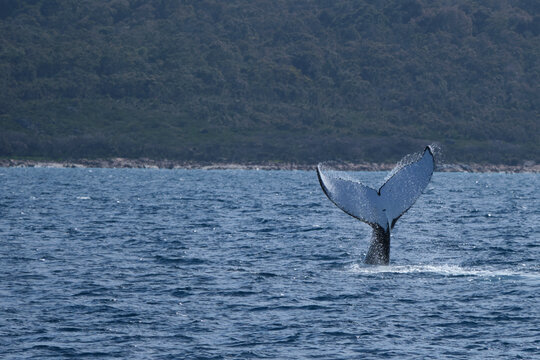 Whale tail as humpback dives down
