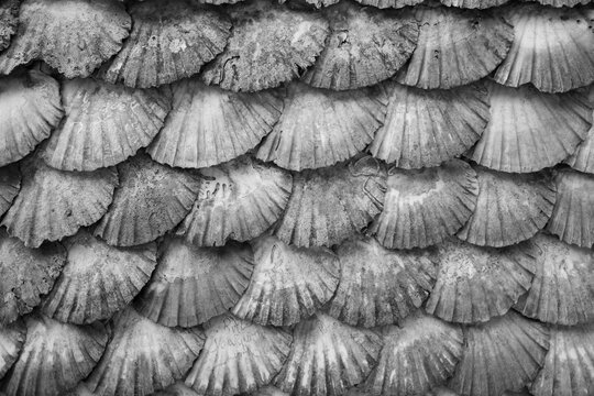 A Toxa church made of shells