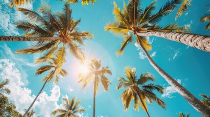 Fototapeta premium Bright sunlight illuminating the tops of giant coconut palms. Summer concept.