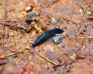 A large black slug gracefully traverses the ground, set against a vibrant tapestry of orange autumn leaves.