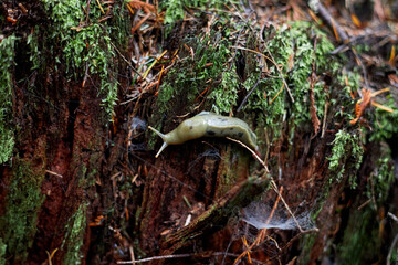 Green slug crawling on a tree in a forest.