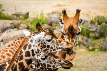 Cuddling giraffes