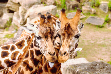 Kissing giraffes