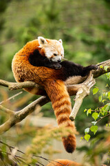Fototapeta premium Red panda cleaning time
