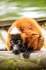 A curious lemur
