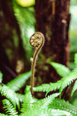 The delicate fiddlehead unfurls, symbolizing the emergence of new life in the embrace of the spring season. 
