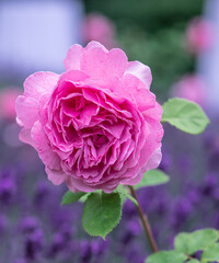 A beautiful pink rose blooming in summer.
