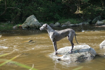 great dane in the river