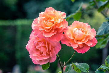 Evoke the delicate beauty of a rain-kissed garden with this enchanting photo featuring three garden roses gracefully adorned with glistening raindrops.