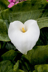 Immerse yourself in the serene beauty of nature with this captivating stock photo featuring an...
