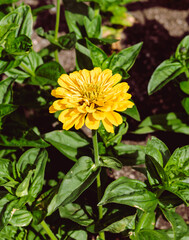 Bask in the radiant glow of nature with this captivating photo featuring a yellow zinnia flower illuminated by the direct rays of the sun.