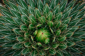 Agave victoriae-reginae takes center stage, its compact rosette structure creating a striking...