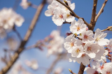 桜