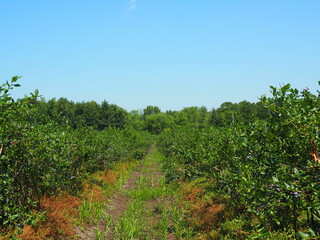 Fototapeta na wymiar Scenic Beauty: Stunning Blueberry Farm Landscape, Fruit harvest