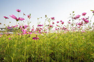 Obraz na płótnie Canvas Cosmos flowers blooming in the nature. Cosmos plants are an essential for many summer gardens, reaching varying heights in many colors.
