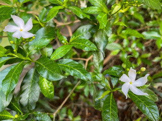flowers in the garden, jasmine white flower