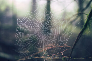 A spiderweb hanging in a forest with sun shining behind it.