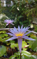 Purple Water Lily Bloom in a Lush Pond