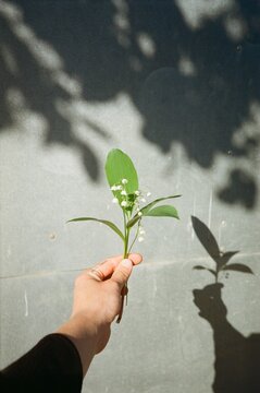 Lily of the Valley in hand