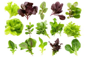 Salad Leaf Collection Isolated mixed salad leaves with spinach, chard, lettuce, rhubarb on transparent background. Flat lay