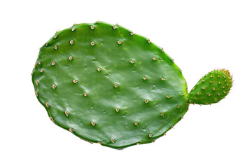 Thornless green cactus leaves (Opuntia ficus-indica). Cactus isolated on transparent background.