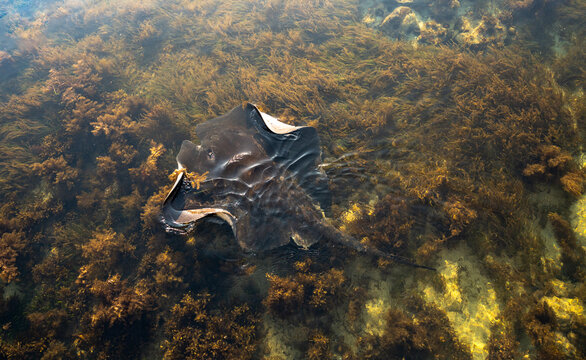 A stingray in Mornington pier