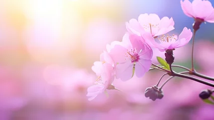 Foto op Canvas Plum blossoms background © @desy