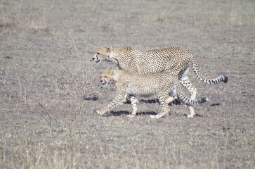 Cheetah Mother and Cubs Walking Side by Side in October, Tanzania