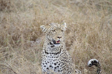 Leopard in the Grassland at the End of the Dry Season in October, Tanzania, Africa	