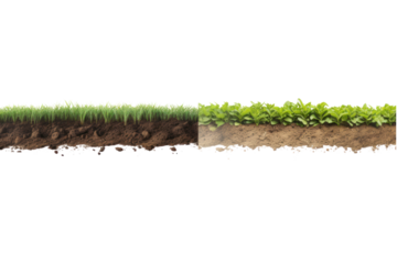 The process of growing vegetables using organic farming principles, various steps of organic production such as soil preparation, planting, caring for, and harvesting. Emphasis on natural, 