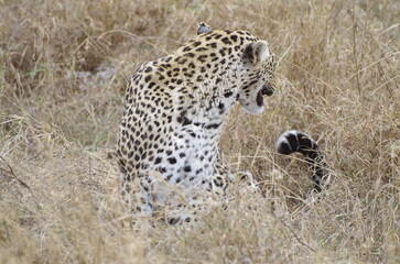 Leopard in the Grassland at the End of the Dry Season in October, Tanzania, Africa