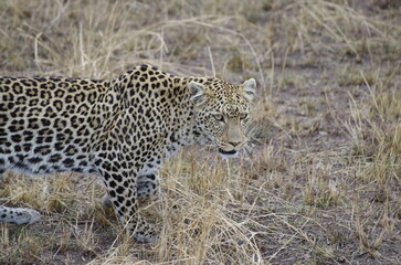 Leopard in the Grassland at the End of the Dry Season in October, Tanzania, Africa	