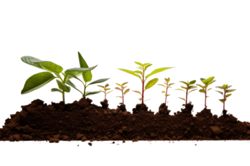 Graph showing changes in the amount of organic matter in the soil. Soil conditions before and after improvements Soil fertility before and after improvements Isolated on a transparent background.