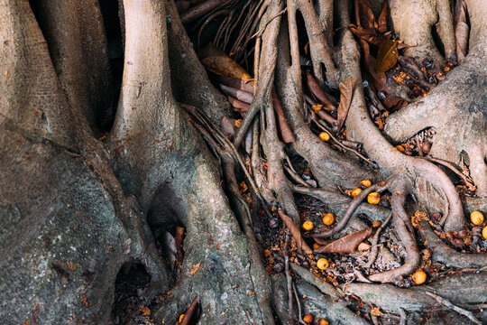 Banyan tree roots 
