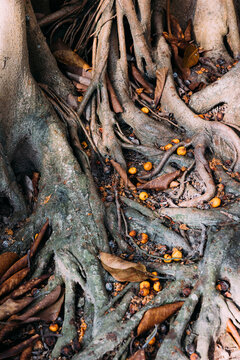 Banyan tree roots 